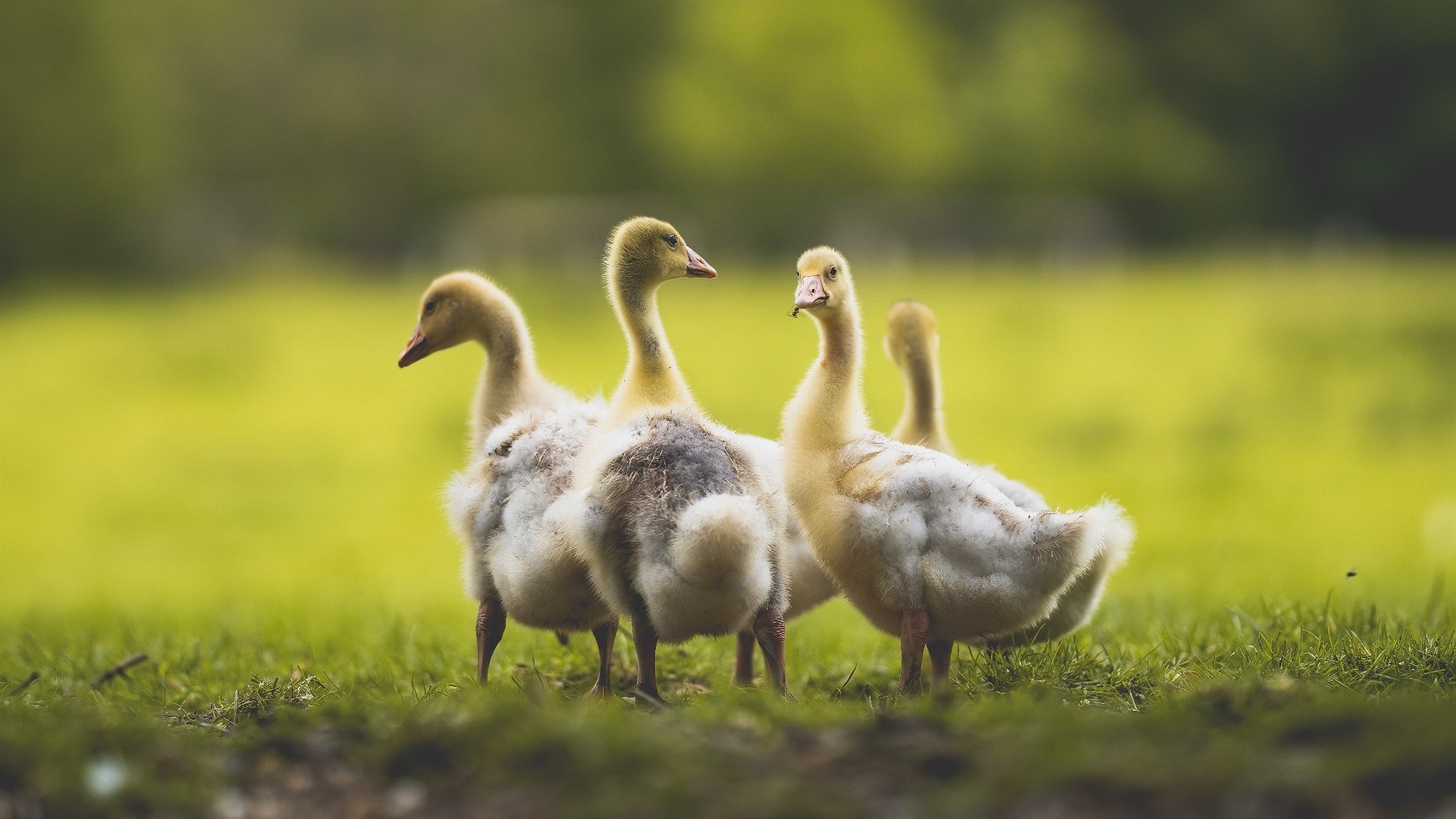 女篮世界杯抽签出炉，中国队遭遇死亡之组，女篮抽签时间