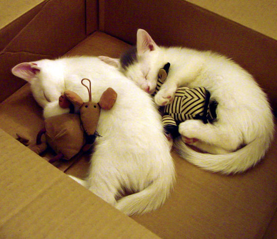 数字智能青训装备在全国多地布局，行业科技创新不断升级，数字智能体育