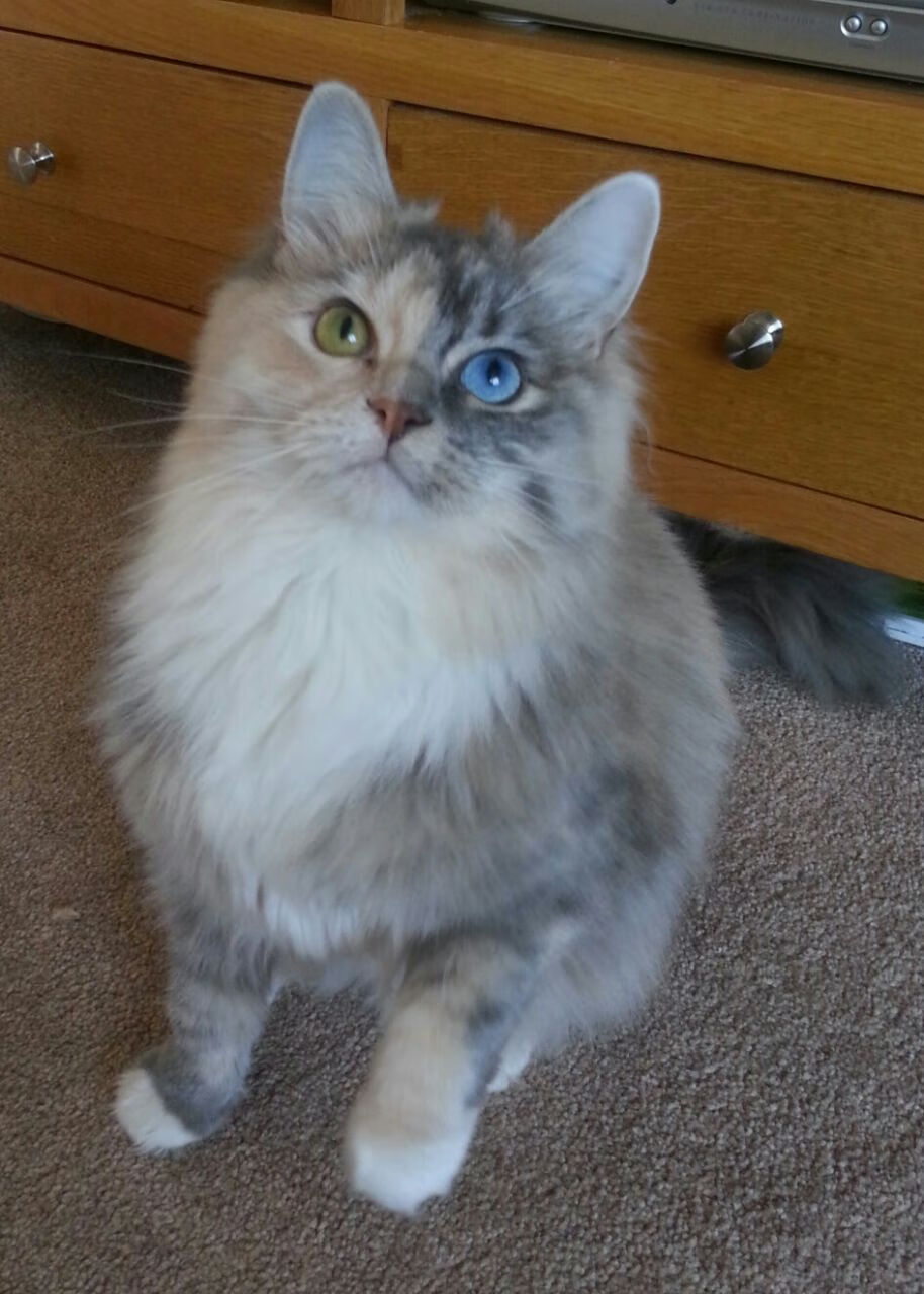 数字智能青训装备在全国多地布局，行业科技创新不断升级，数字智能体育